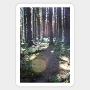 Enchanted Woods Sticker